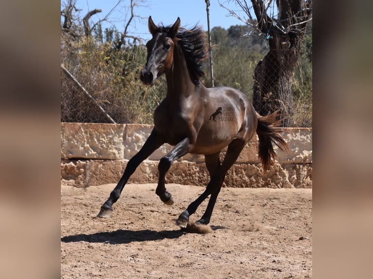 Andalou Étalon 1 Année 158 cm Noir in Mallorca