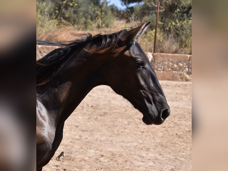 Andalou Étalon 1 Année 158 cm Noir in Mallorca