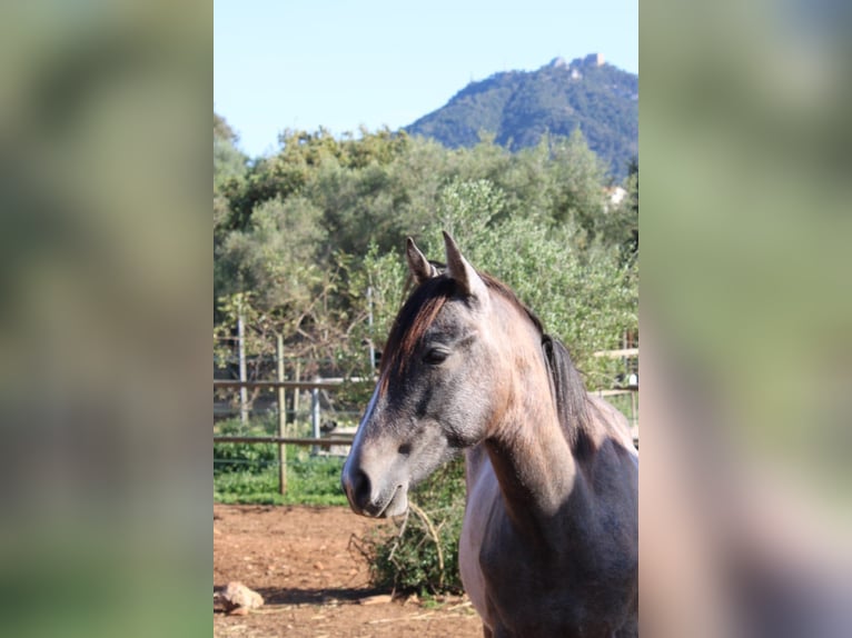 Andalou Étalon 1 Année 160 cm Gris in Felanitx