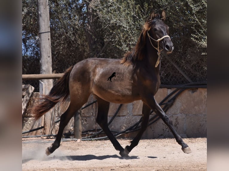 Andalou Étalon 1 Année 160 cm Noir in Mallorca