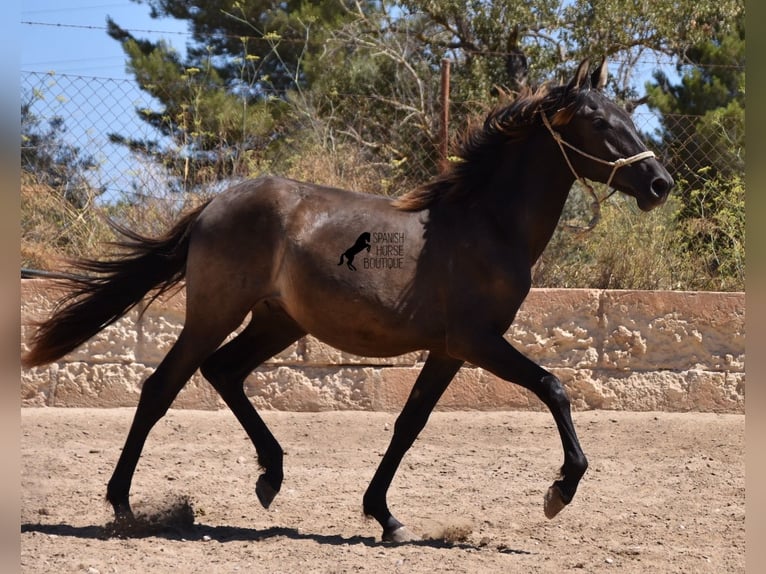 Andalou Étalon 1 Année 160 cm Noir in Mallorca