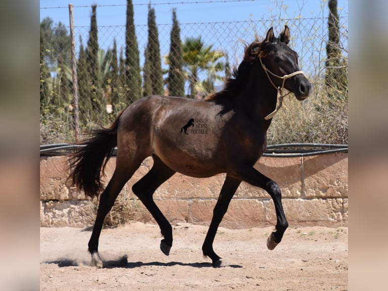 Andalou Étalon 1 Année 160 cm Noir in Mallorca