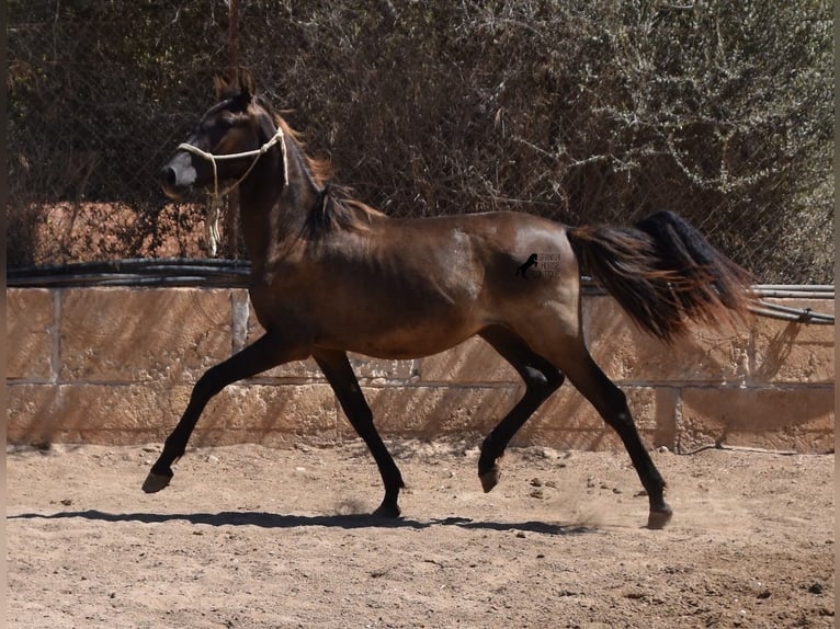 Andalou Étalon 1 Année 160 cm Noir in Mallorca