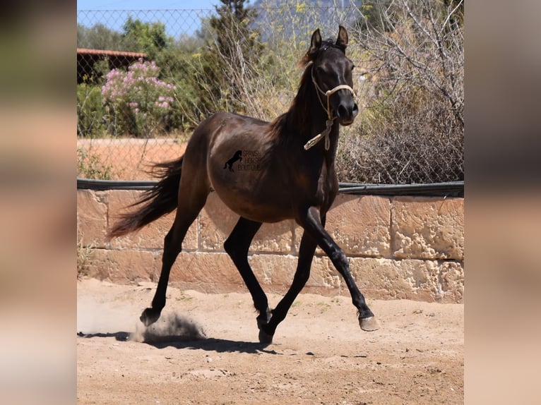 Andalou Étalon 1 Année 160 cm Noir in Mallorca