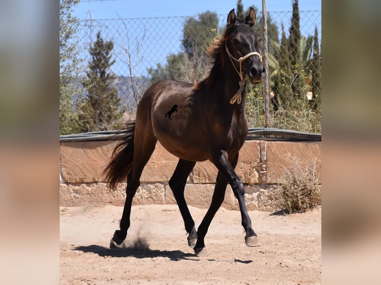 Andalou Étalon 1 Année 160 cm Noir in Mallorca