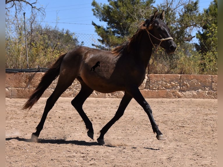 Andalou Étalon 1 Année 160 cm Noir in Mallorca