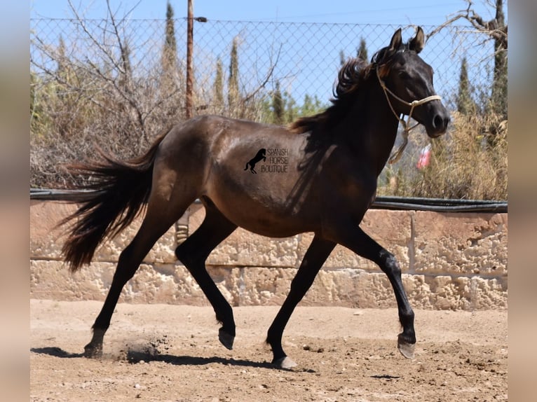 Andalou Étalon 1 Année 160 cm Noir in Mallorca