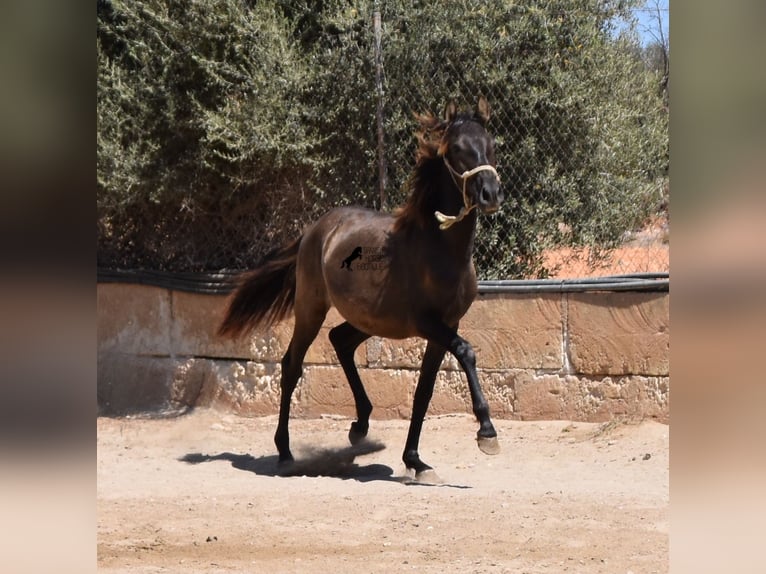 Andalou Étalon 1 Année 160 cm Noir in Mallorca