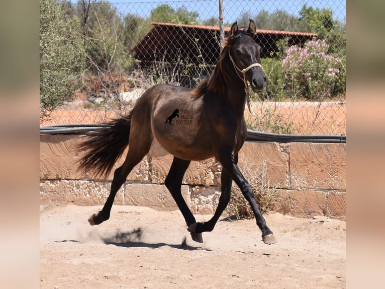 Andalou Étalon 1 Année 160 cm Noir in Mallorca