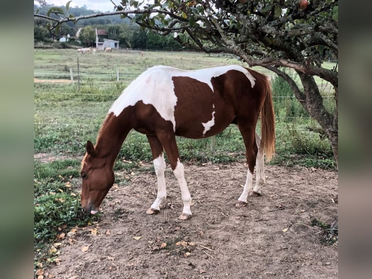 Andalou Étalon 1 Année 160 cm Pinto in Martfeld