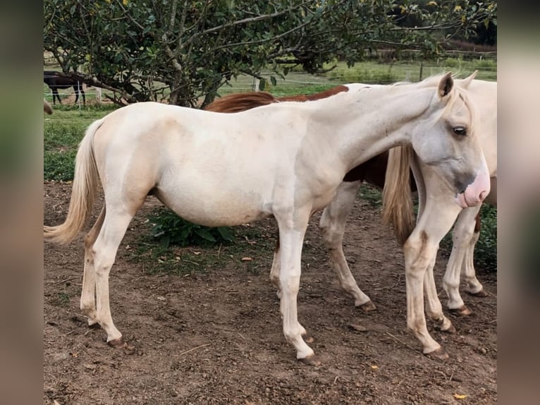 Andalou Étalon 1 Année 160 cm Pinto in Martfeld