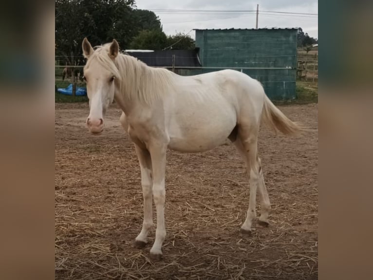 Andalou Étalon 1 Année 160 cm Pinto in Martfeld