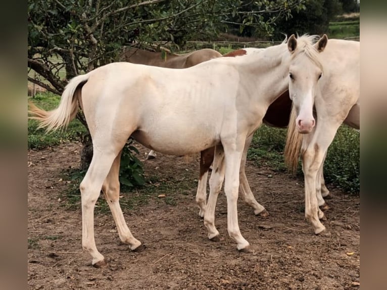 Andalou Étalon 1 Année 160 cm Pinto in Martfeld