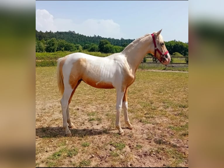 Andalou Étalon 1 Année 160 cm Pinto in Martfeld