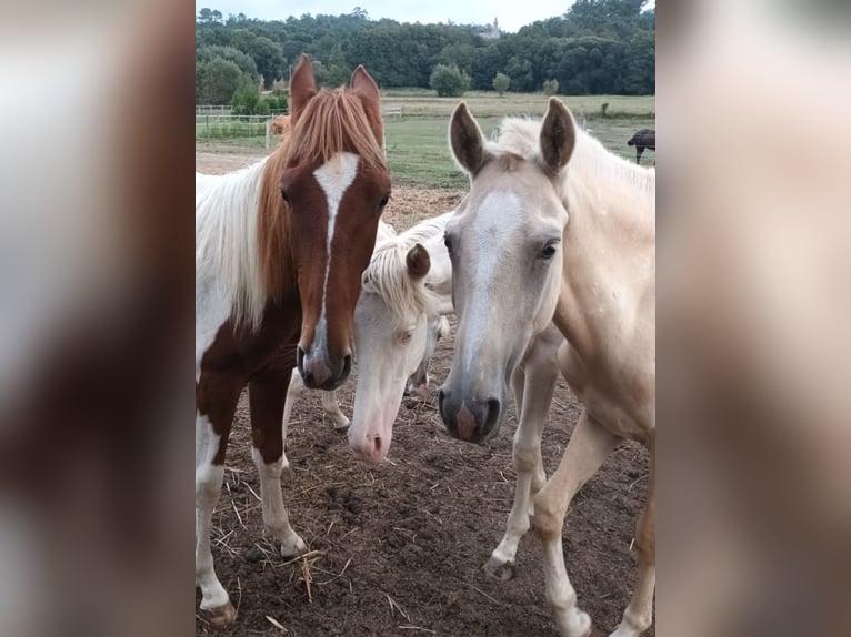 Andalou Étalon 1 Année 160 cm Pinto in Martfeld