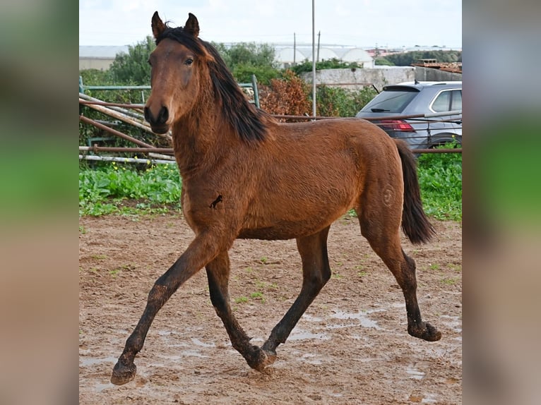 Andalou Étalon 1 Année 162 cm Bai in Menorca