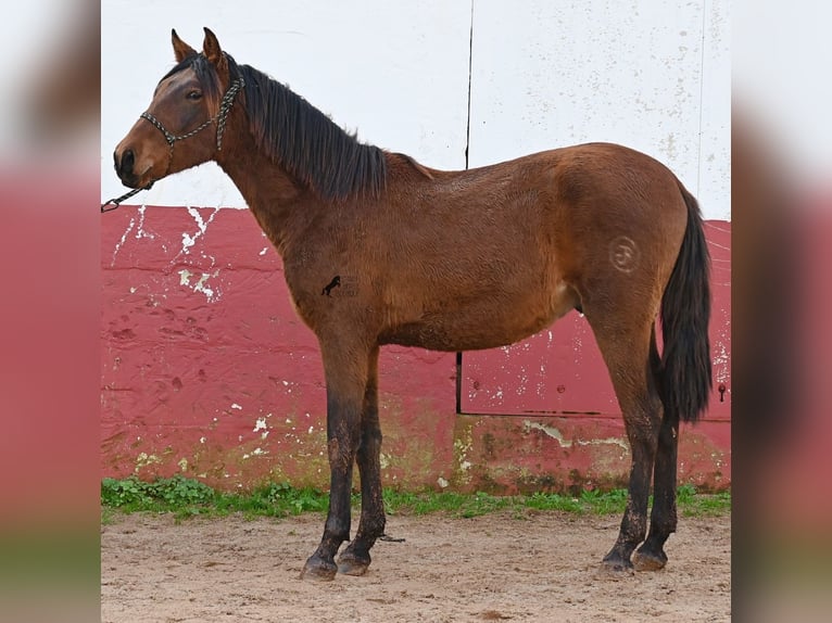 Andalou Étalon 1 Année 162 cm Bai in Menorca