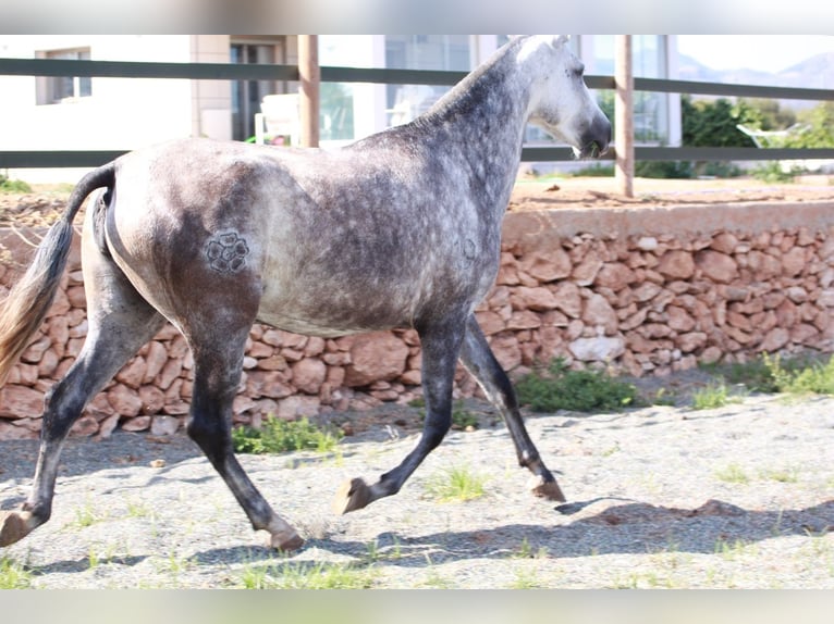 Andalou Étalon 1 Année 163 cm Bai cerise in Valencia