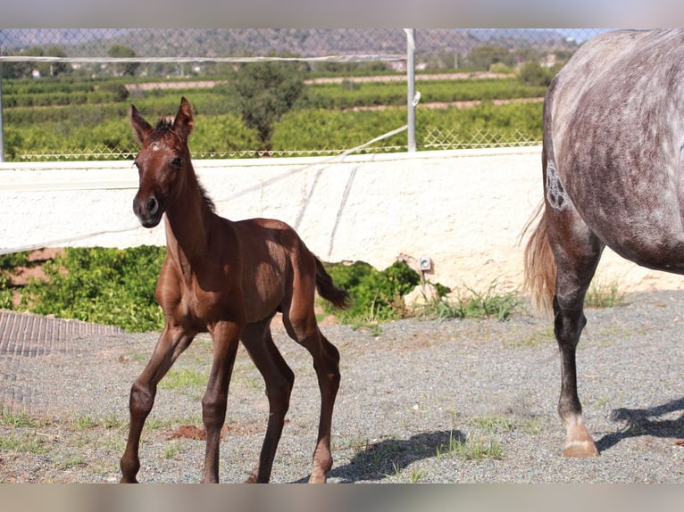 Andalou Étalon 1 Année 163 cm Bai cerise in Valencia