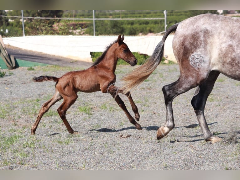 Andalou Étalon 1 Année 163 cm Bai cerise in Valencia