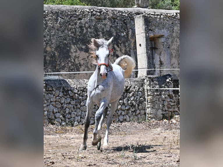 Andalou Étalon 1 Année 163 cm Gris in Mallorca