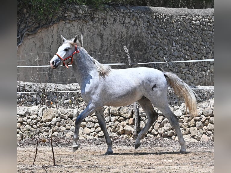 Andalou Étalon 1 Année 163 cm Gris in Mallorca