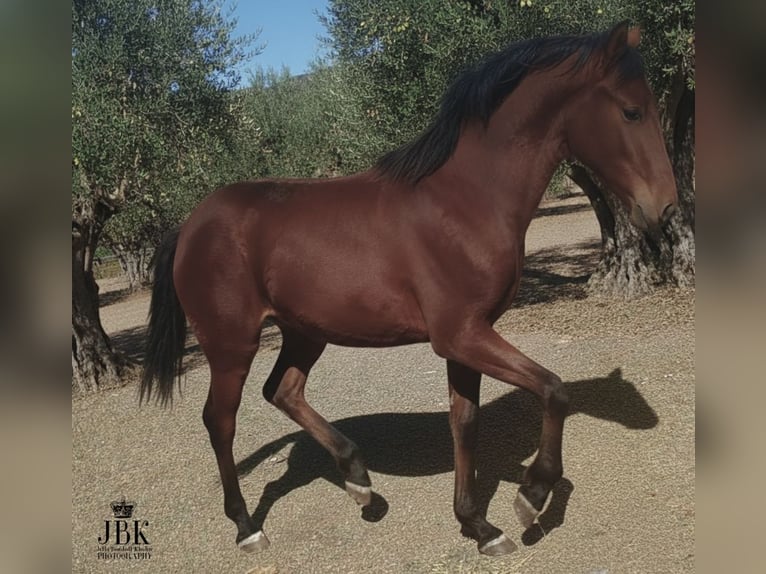 Andalou Étalon 1 Année 164 cm Bai in Tabernas Almeria