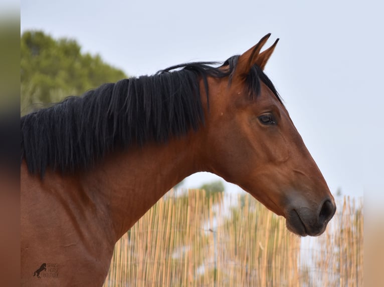 Andalou Étalon 1 Année 165 cm Bai in Mallorca