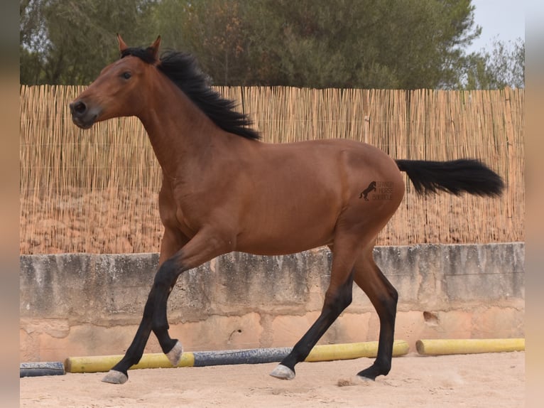 Andalou Étalon 1 Année 165 cm Bai in Mallorca