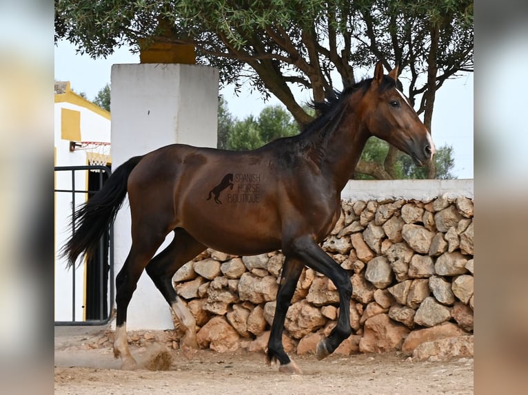 Andalou Étalon 1 Année 165 cm Bai in Menorca