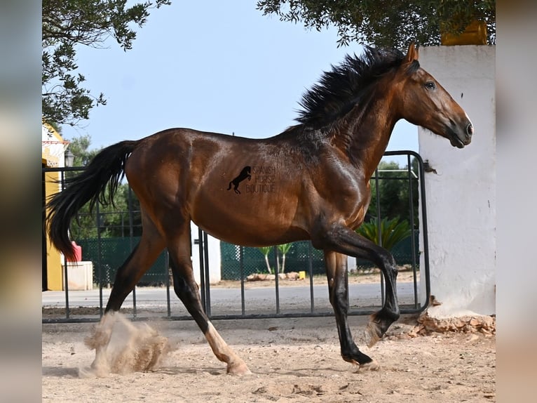 Andalou Étalon 1 Année 165 cm Bai in Menorca