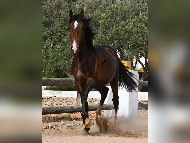 Andalou Étalon 1 Année 165 cm Bai in Menorca