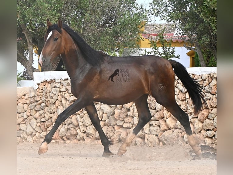 Andalou Étalon 1 Année 165 cm Bai in Menorca