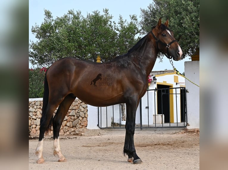 Andalou Étalon 1 Année 165 cm Bai in Menorca