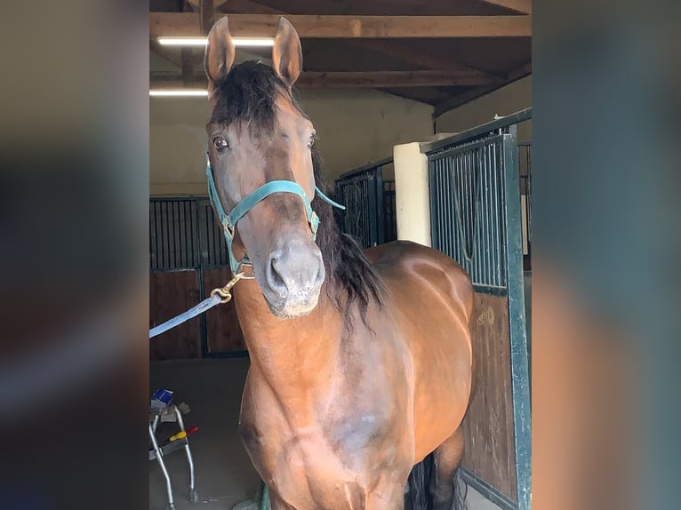 Andalou Croisé Étalon 1 Année 165 cm Roan-Bay in Gers