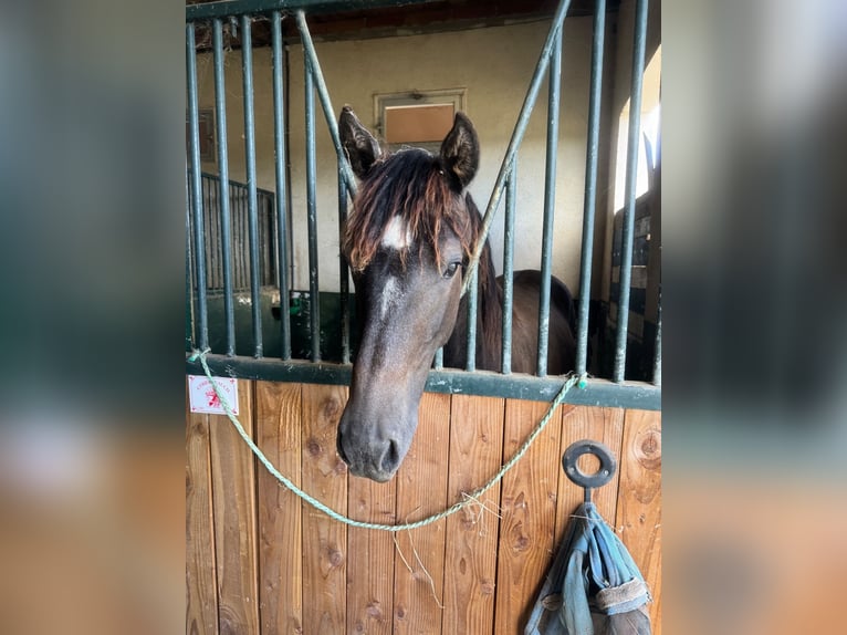 Andalou Croisé Étalon 1 Année 165 cm Roan-Bay in Gers