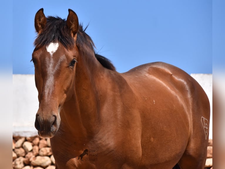 Andalou Étalon 1 Année 166 cm Bai in Menorca