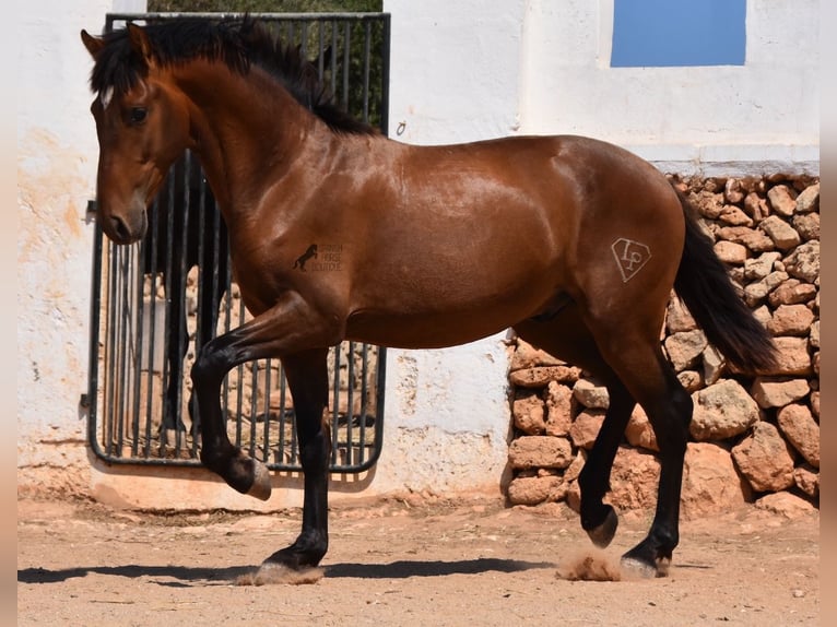 Andalou Étalon 1 Année 166 cm Bai in Menorca