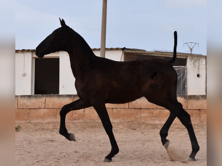 Andalou Étalon 1 Année 168 cm Noir in Menorca