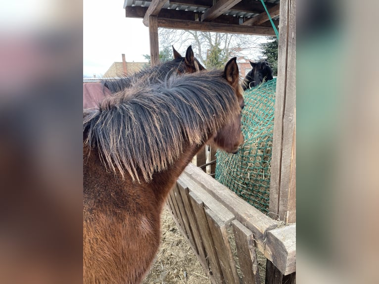 Andalou Étalon 1 Année Bai in Ballenstedt