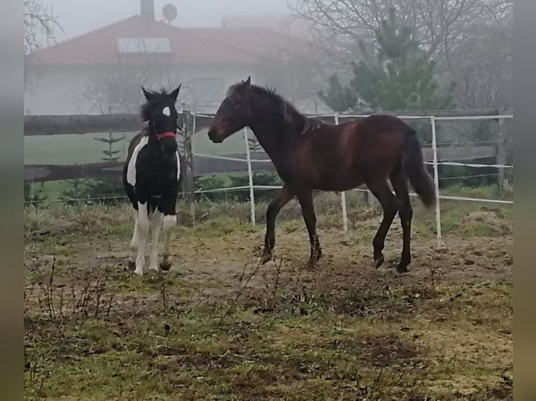 Andalou Étalon 1 Année Bai in Ballenstedt