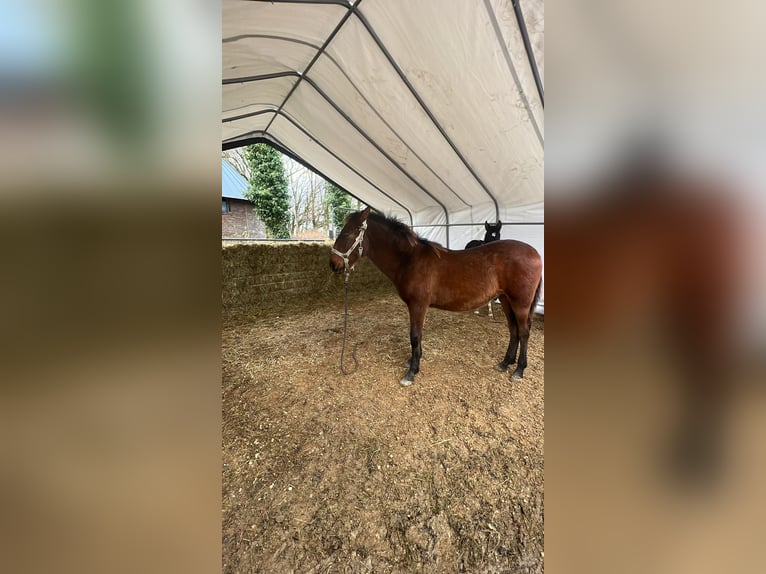 Andalou Étalon 1 Année Bai in Ballenstedt