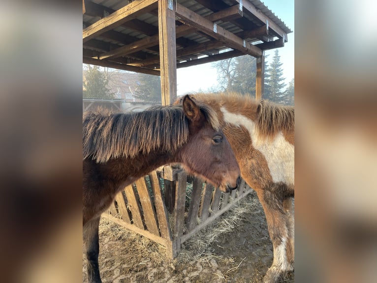 Andalou Étalon 1 Année Bai in Ballenstedt