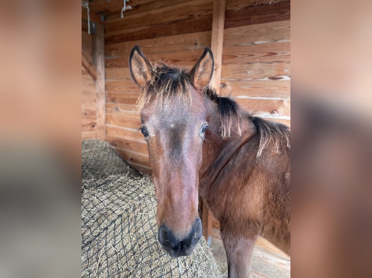 Andalou Étalon 1 Année Bai in Ballenstedt