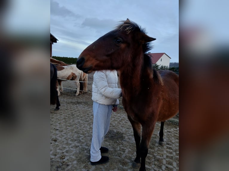 Andalou Étalon 1 Année Bai in Ballenstedt