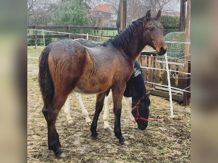 Andalou Étalon 1 Année Bai in Ballenstedt