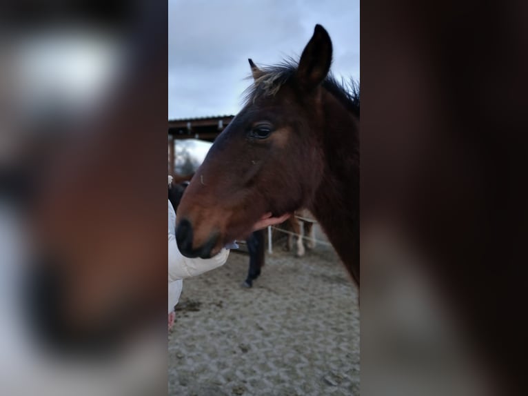 Andalou Étalon 1 Année Bai in Ballenstedt