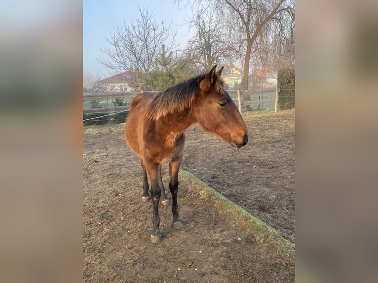 Andalou Étalon 1 Année Bai in Ballenstedt