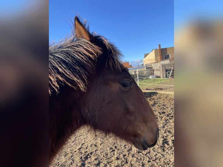 Andalou Étalon 1 Année Bai in Ballenstedt