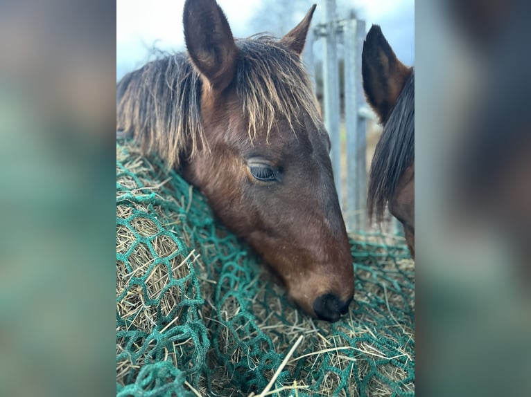 Andalou Étalon 1 Année Bai in Ballenstedt